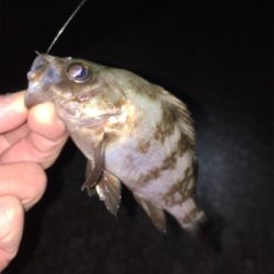 アジ、メバル、ガシラ