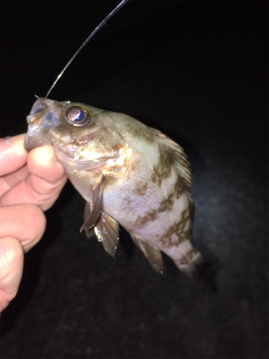 アジ、メバル、ガシラ