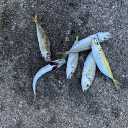 アジ！ガシラ！