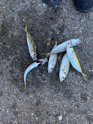 アジ！ガシラ！