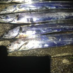 ハマチ 不発　タチウオ好調