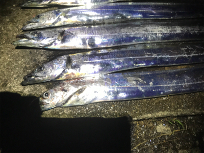 ハマチ 不発　タチウオ好調