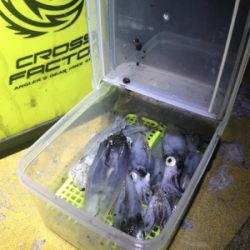 厳しいヒイカ釣り(＞＜)