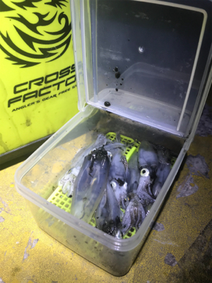 厳しいヒイカ釣り(＞＜)