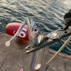 朝の時合い狙い