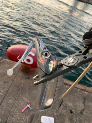 朝の時合い狙い