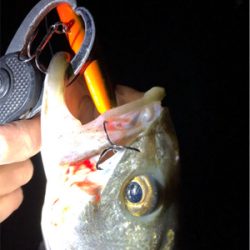 シーバス好活性！