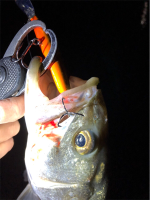 シーバス好活性！