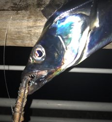 ボチボチです。