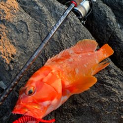 坊津の沖磯にて！