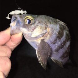 ナイトゲーム・メバリング