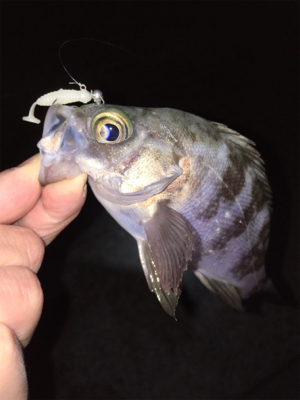 ナイトゲーム・メバリング