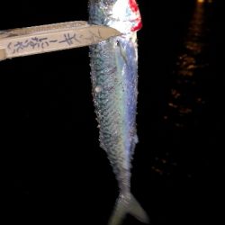 アジング練習 70