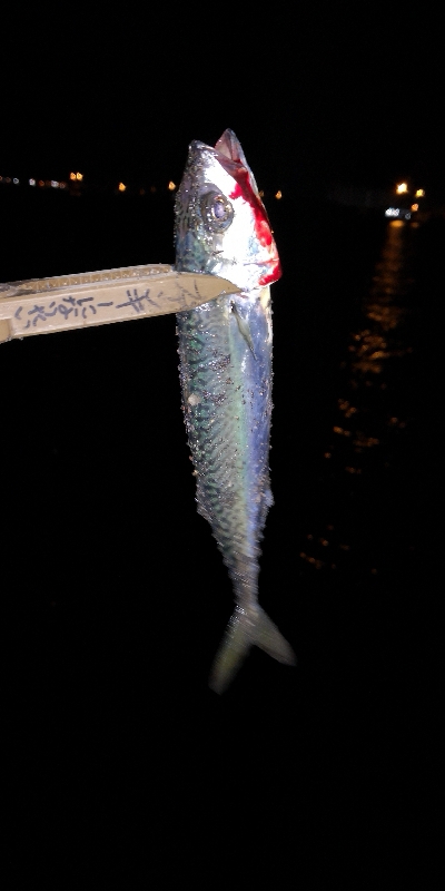 アジング練習 70