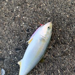 めちゃくちゃ楽しかった!ショアジギング