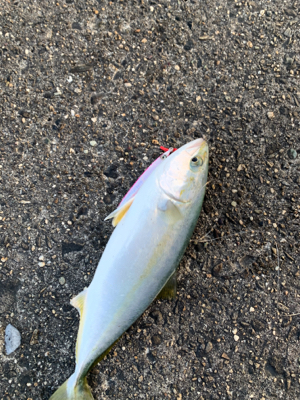 めちゃくちゃ楽しかった！ショアジギング