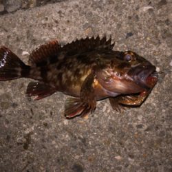 癒し系始まりました