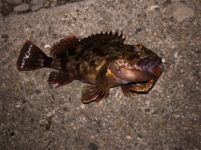 癒し系始まりました