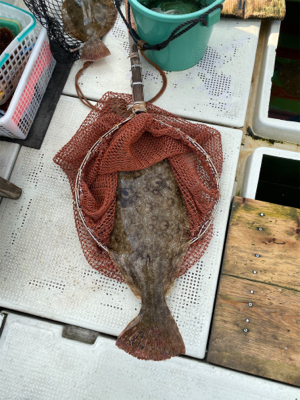 ヒラメ　　鳴門　正和丸