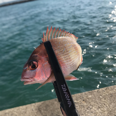 デイアジング、メバリング