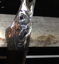 マヅメでツヌケ