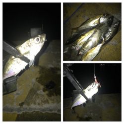 久しぶりのヒイカ入れ食い＋アジも＼(^o^)／