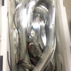 遅い時間も活性高い