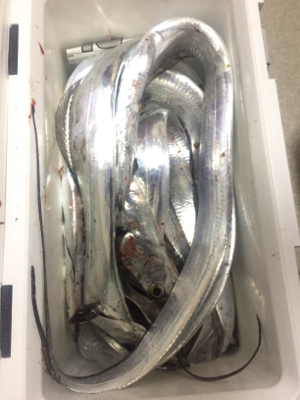 遅い時間も活性高い