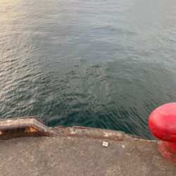 今日のタチウオは激シブ