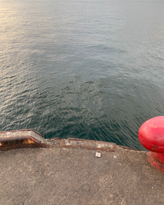 今日のタチウオは激シブ