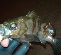 ナイトメバリング