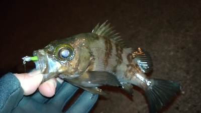 ナイトメバリング