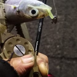 アジング練習 71