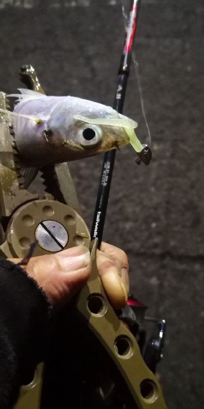 アジング練習 71