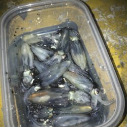 心折れそうなヒイカ釣り(><)