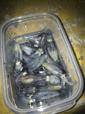 心折れそうなヒイカ釣り(＞＜)