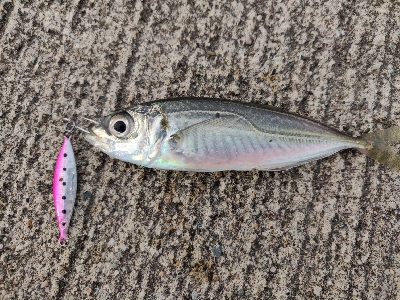 ライトゲームで四目