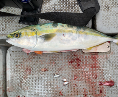 リタックルさんにて