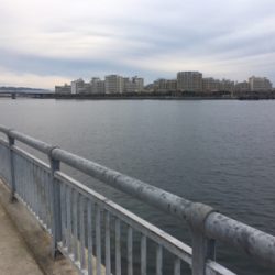 東側ベランダでタチウオ