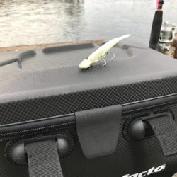 湾奥タチウオ、若潮に苦戦。