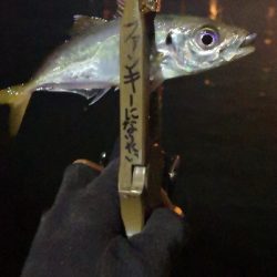 アジング練習 72