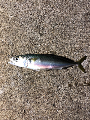 今週も来ました❗️