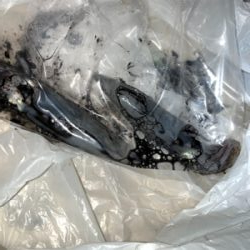 ヒイカ⑩メバル④