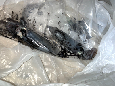 ヒイカ⑩メバル④