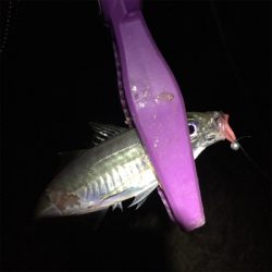 大阪湾奥アジング アミパターン?