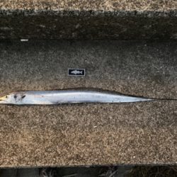 連日つ抜けはならずも陸っぱりドラゴン