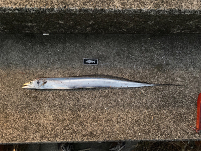 連日つ抜けはならずも陸っぱりドラゴン