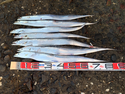 朝タチ、高活性！