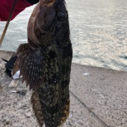 釣り納めでデカいアイナメが釣れた!