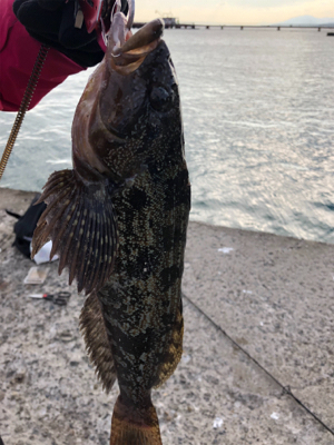 釣り納めでデカいアイナメが釣れた!